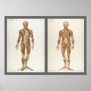 Pesquisar por anatomia pósteres Ciência