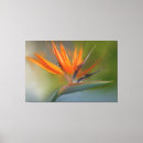 Pesquisar por pássaros tropicais impressão de canvas Para todos