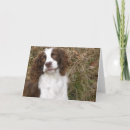 Pesquisar por spaniel de springer cartoes Dog
