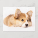 Pesquisar por baby cartoes postais Cachorro