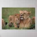 Pesquisar por reservas pôsteres pósteres Reserva nacional maasai mara