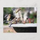 Pesquisar por waxwing de cedro Selvagem
