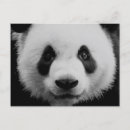 Pesquisar por panda branca preta cartoes postais Qualquer pessoa