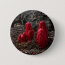 Pesquisar por neve botons Fotografia