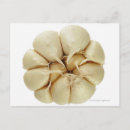 Pesquisar por alho cartoes postais Vegetal
