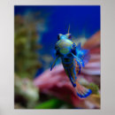 Pesquisar por peixes coloridos pósteres Laranja