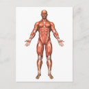 Pesquisar por sistema muscular cartoes postais Pé