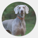 Pesquisar por do weimaraner adesivos Animal