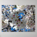 Pesquisar por flor de cerejeira sakura artes pósteres Aquarela