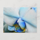 Pesquisar por azul orquídea cartoes postais Qualquer pessoa