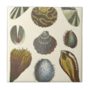 Pesquisar por ocean azulejos Coral