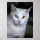 Pesquisar por turcos pôsteres pósteres Gato