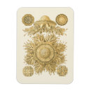 Pesquisar por decorativo imas Criaturas do mar