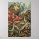 Pesquisar por estrela do mar pôsteres pósteres Litoral