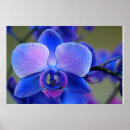 Pesquisar por azul orquídea pôsteres pósteres Flor