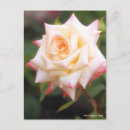 Pesquisar por diane cartoes postais Para ela