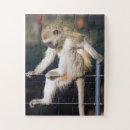 Pesquisar por macaco pensamento Natureza