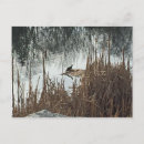 Pesquisar por paisagem do inverno cartoes postais Vida selvagem