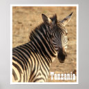 Pesquisar por zebra pósteres Savana