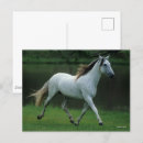 Pesquisar por cavalo andaluz cartoes postais Cinza