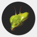 Pesquisar por louva deus adesivos Mantis