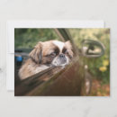 Pesquisar por pekingese cartoes Cachorrinho