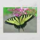 Pesquisar por tiger cartoes postais Butterfly