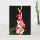 Pesquisar por gladiola cartoes Qualquer pessoa