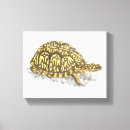 Pesquisar por tartarugas impressão de canvas Arte da tartaruga