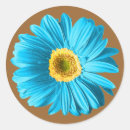Pesquisar por flor da margarida azul Gerbera