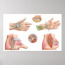 Pesquisar por vasos sanguíneos pôsteres pósteres Detalhe