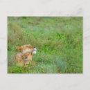 Pesquisar por leão africano cartoes postais Natureza