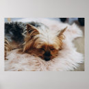 Pesquisar por yorkshire terrier dog pôsteres pósteres Pet