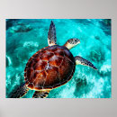 Pesquisar por honu pósteres Tropical