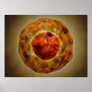 Pesquisar por cromossomas pôsteres pósteres Medicina