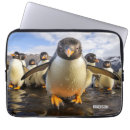 Pesquisar por pinguins capas Fofofo
