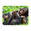 Pesquisar por primata imas Chimpanzé