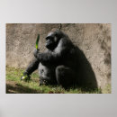 Pesquisar por ocidental pósteres Animal