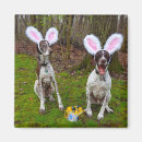 Pesquisar por caça imas Cães engraçados