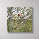 Pesquisar por observador pássaro impressão de canvas Natureza