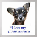 Pesquisar por chihuahua pôsteres pósteres Animais