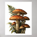 Pesquisar por cogumelos vermelhos pôsteres pósteres Amanita