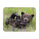 Pesquisar por pata urso imas Animais selvagens