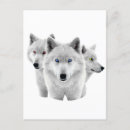 Pesquisar por lobo da neve cartoes postais Inverno