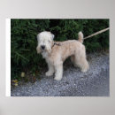 Pesquisar por brand pósteres Cão