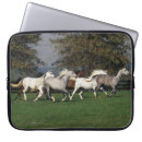 Pesquisar por equestre capas Foto