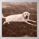 Pesquisar por de labrador retriever pôsteres pósteres Bonito