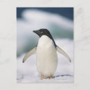 Pesquisar por pinguim adelie cartoes postais Animal