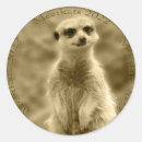 Pesquisar por suricate adesivos Vida selvagem