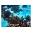 Pesquisar por coral marinho pôsteres pósteres Recifes de coral